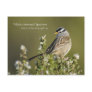 White-crowned Sparrow Post Card