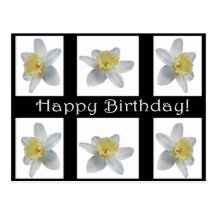 White Daffodil Postcard