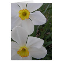 White Daffodils [Customisable] Greeting Card