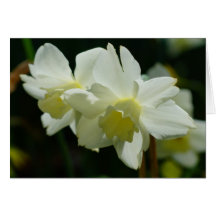 White Daffodils Greeting Card