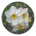 White Daffodils stickers