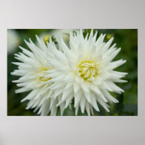 White Dahlia