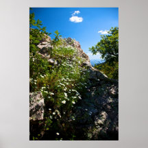 White daisies in bloom nestled in rock print