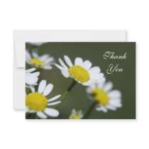 White Daisies Thank You Notes - Flat Personalized Announcements