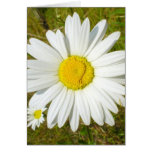 White Daisy Card