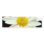 White daisy chrysanthemum  flowers bumper sticker
