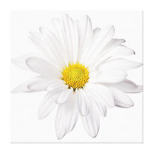 White Daisy Flower Background Customized Daisies Gallery Wrapped Canvas