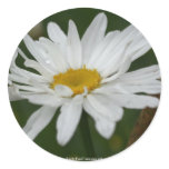 White Daisy Flower Photo Sticker