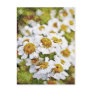 White Daisy Flowers - Painting Art Postcards