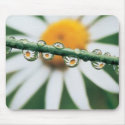 White Daisy mousepads