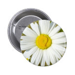 White Daisy Pin