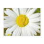 White Daisy Postcard