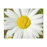 White Daisy postcards
