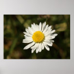 White Daisy Poster