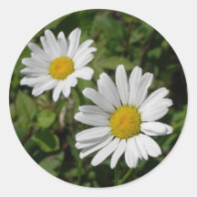 White Daisy Round Stickers