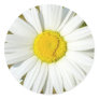 White Daisy Stickers