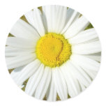 White Daisy stickers