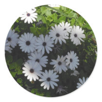 White Daisy Sticker