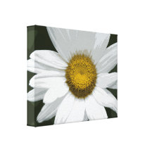 White Daisy Wrapped Canvas Print