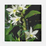 white Dendrobium flowers Fridge Magnet