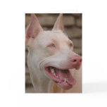White Doberman Greeting Card