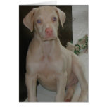 White Doberman Puppy cards