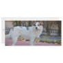 White dog