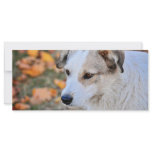 White dog rack card design