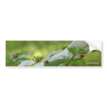 White Dogwood Flower Photo Bumper Sticker
