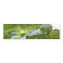 White Dogwood Flower Photo Bumper Sticker