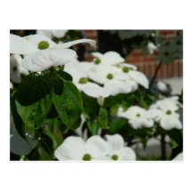 White Dogwood Flower Postcards