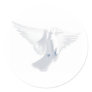 White Dove in Flight Image