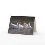 White Duck Card