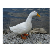 White Duck Postcards