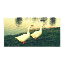 white ducks - couple in love customized photo card