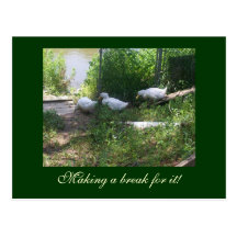 White Ducks on a Ramp Postcard