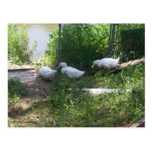 White Ducks on a Ramp Postcard