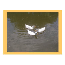White Ducks Swimming Postcard