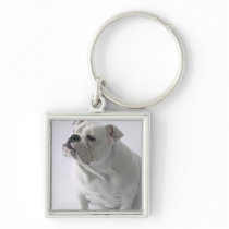 White English Bulldog sitting in studio, Keychains