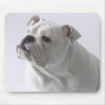 White English Bulldog sitting in studio, Mousepad