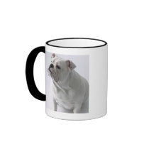 White English Bulldog sitting in studio, Mugs
