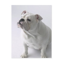 White English Bulldog sitting in studio, Postcards