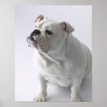 White English Bulldog sitting in studio, Posters