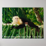 White Face Monkey Costa Rica Posters