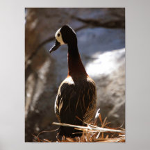 White Face Whistling Duck Poster
