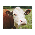 White Faced Beef Cow
