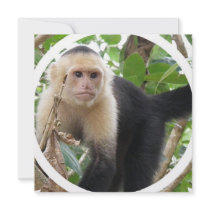 White Faced Capuccin Invitation