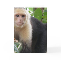 White Faced Capuccin Monkey Greeting Card