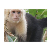 White Faced Capuccin Monkey Postcard