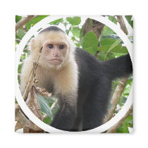 White Faced Capuccin Monkey Square Magnet